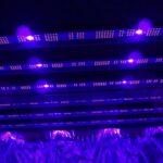LED Expert en modo ultravioleta